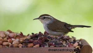 Symbolisme du totem animal Wren 