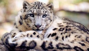 Simbolismo animal del espíritu del leopardo 