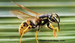 Was bedeutet es, von Wespen zu träumen? 