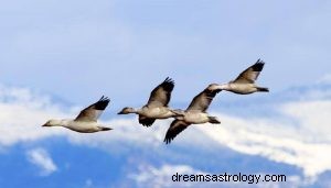 Wat betekent dromen over vogels? 