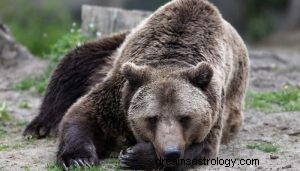 Was bedeutet es, über Bären zu träumen? 