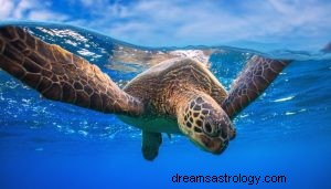 Hvad vil det sige at drømme om skildpadder? 