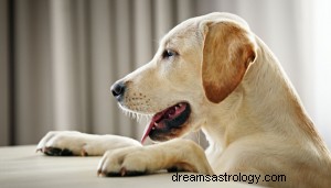 Wat betekent het om over honden te dromen? 