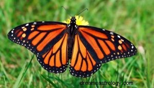 Co to znaczy marzyć o motylach? 