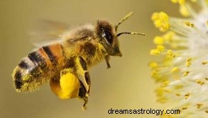 Was bedeutet es, von Bienen zu träumen? 