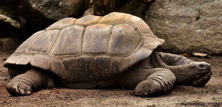 Τι σημαίνει να ονειρεύεσαι μια χελώνα; 