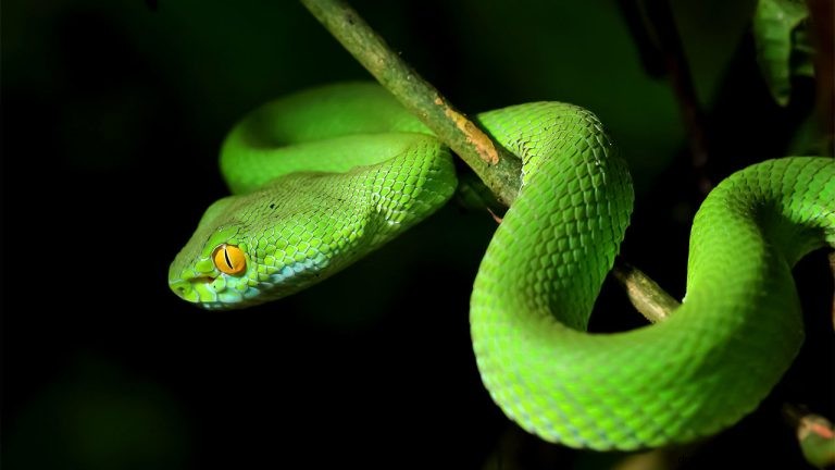 Hva betyr det å drømme om å bli bitt av en slange? 