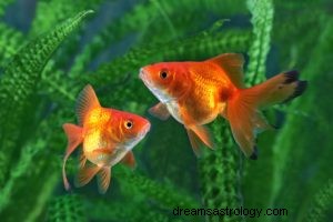 O que significa sonhar com peixinho dourado? 