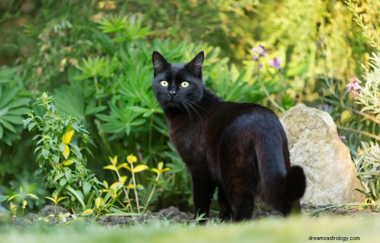 Hva betyr det å drømme om en svart katt? 