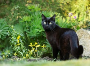 Co to znamená snít o černé kočce? 