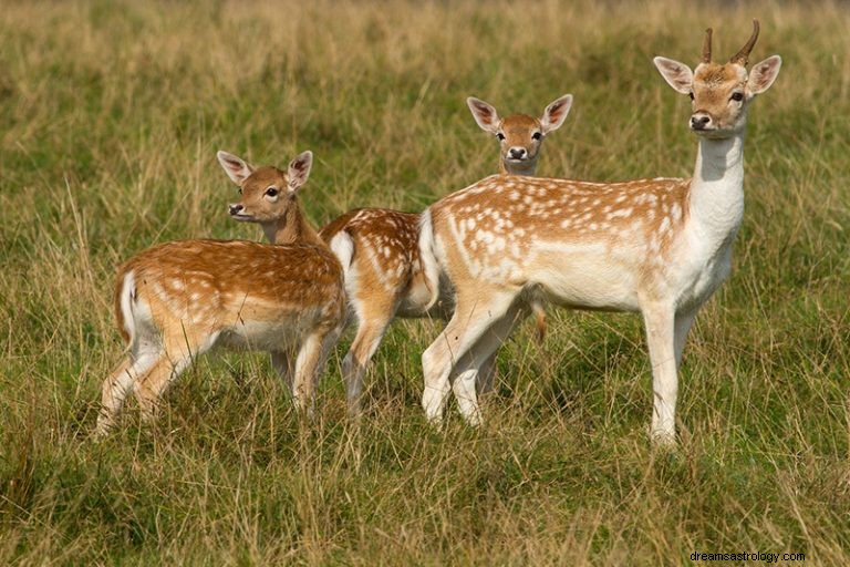 Qu est-ce que cela signifie bibliquement de rêver d un cerf? 