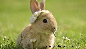 Vad betyder det att drömma om kaniner? 