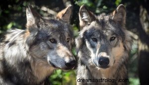 Hva betyr det å drømme om ulver? 