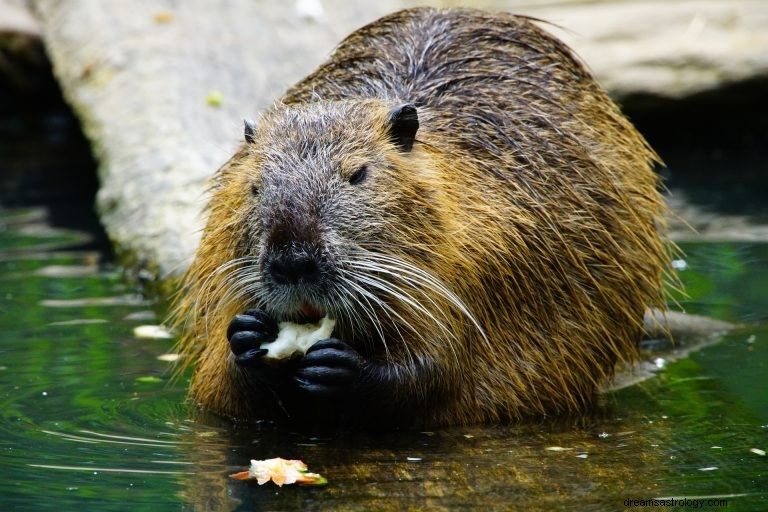 Hva betyr det å drømme om bever? 