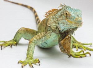 O que significa sonhar com iguanas? 