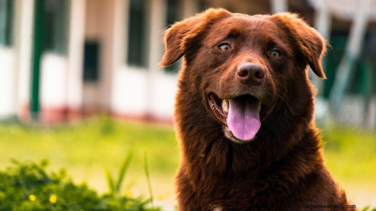 Was bedeutet es, von einem braunen Hund zu träumen? 