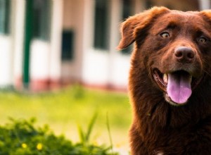Que signifie rêver d un chien brun ? 