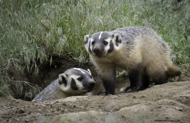 Apa Artinya Bermimpi Tentang Badgers? 