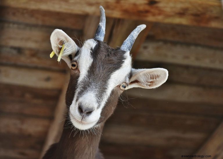 Apa Artinya Bermimpi Tentang Kambing? 