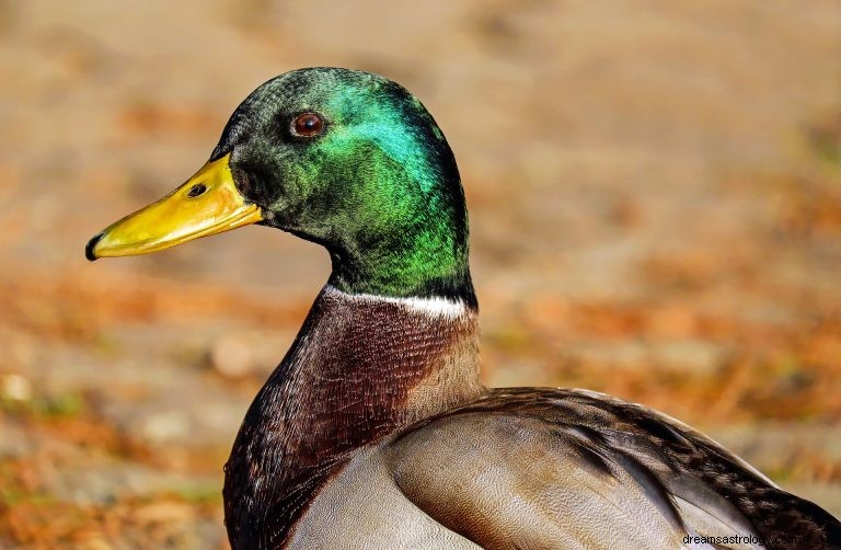 O que significa sonhar com pato? 