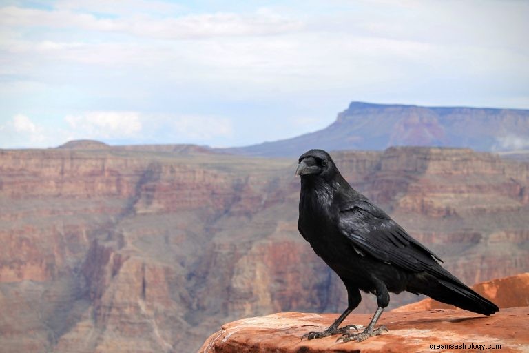 Co to znamená snít o Crow? 