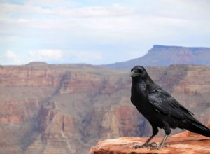 Co to znamená snít o Crow? 