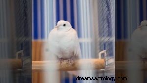 Co to znamená snít o holubicích 