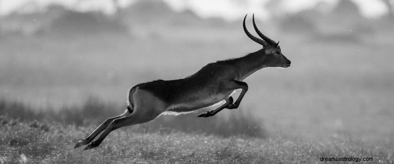 Antilope:Spirit Animal Guide, Totem, symboliek en betekenis 