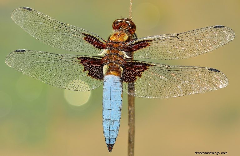 Hvad vil det sige at drømme om Dragonfly? 