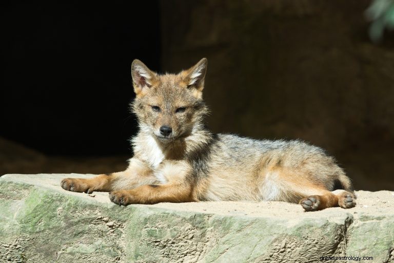 Wat betekent dromen over coyotes? 