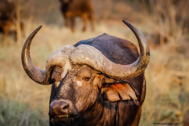 Vad betyder det att drömma om bufflar? 