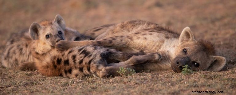 Hyena:Spirit Animal Guide, Totem, Symbolism and Význam 