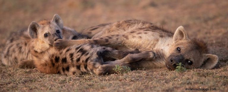 Hyène :guide des animaux spirituels, totem, symbolisme et signification 