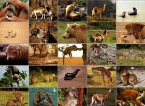 Que signifie rêver de mammifères ? 