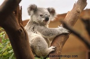 コアラを夢見るとはどういう意味ですか 