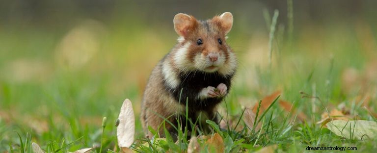 Hamster :guide des animaux spirituels, totem, symbolisme et signification 