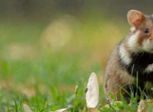 Hamster :guide des animaux spirituels, totem, symbolisme et signification 