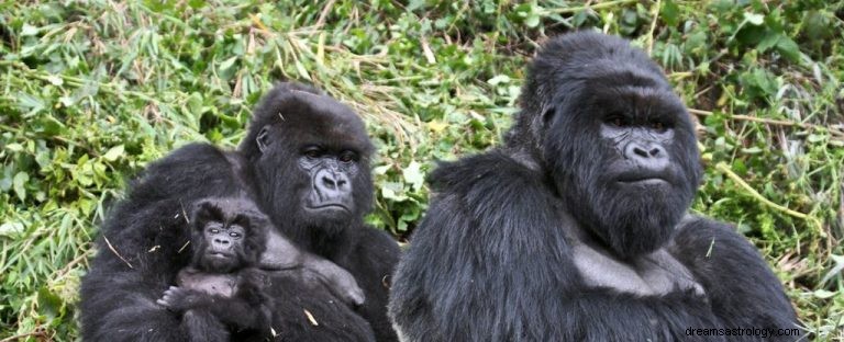 Gorila:Espíritu Animal Guía, Tótem, Simbolismo y Significado 