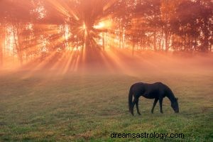 Wat betekent dromen over een paard? 