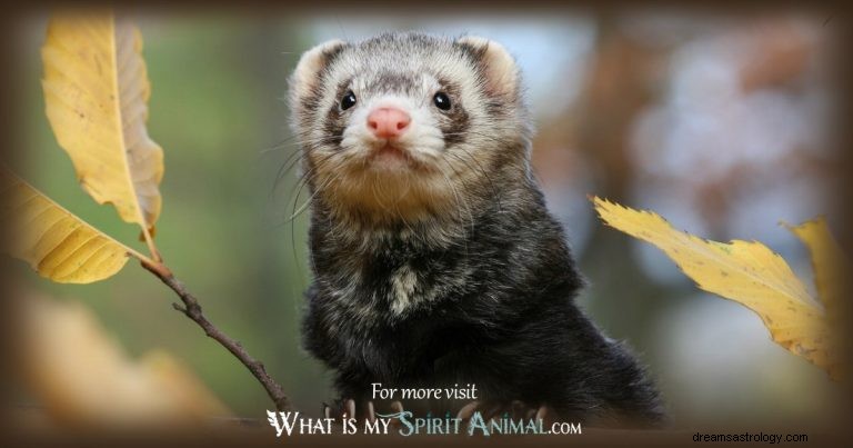 Frettchen:Spirit Animal Guide, Totem, Symbolik und Bedeutung 