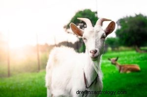 ¿Qué significa soñar con una cabra? 