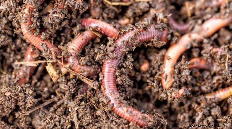 Earthworm:Spirit Animal Guide, Totem, symboliek en betekenis 