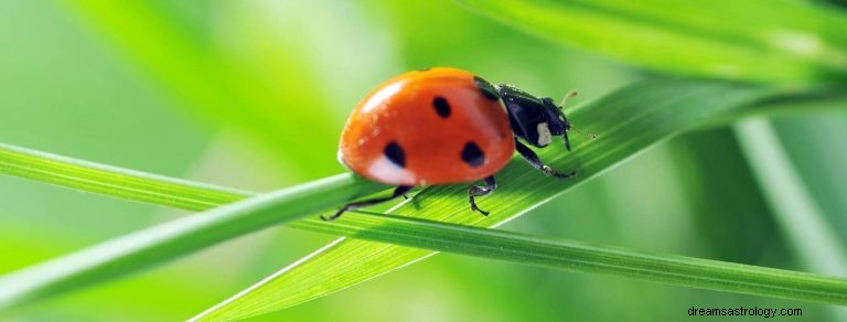 Hva betyr det å drømme om Ladybug? 