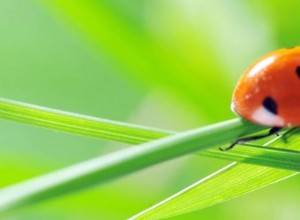 Vad betyder det att drömma om nyckelpiga? 