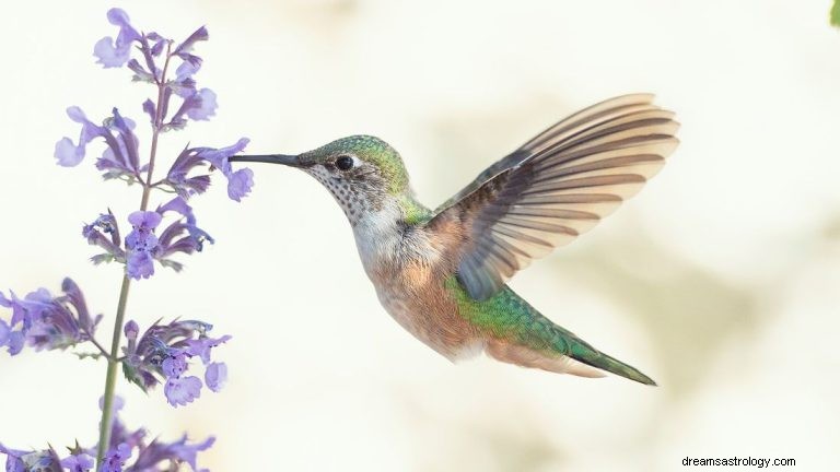 Hvad vil det sige at drømme om kolibri? 