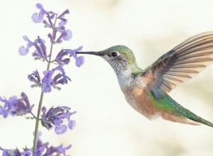 Que signifie rêver de colibri ? 