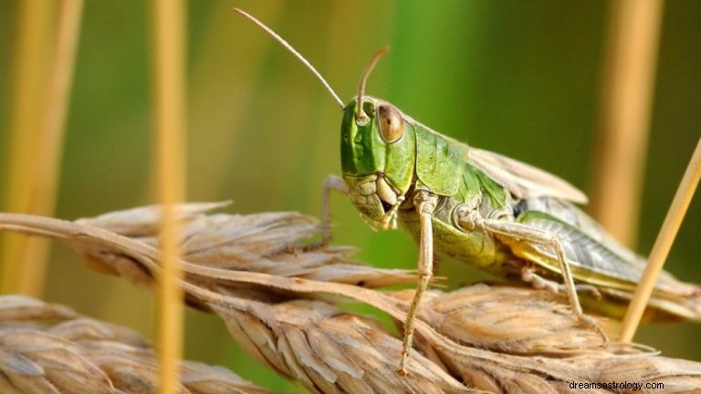 Wat betekent dromen over sprinkhaan? 