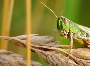 Co to znamená snít o Grasshopperovi? 