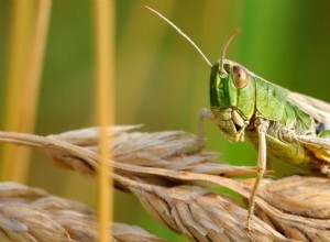 ¿Qué significa soñar con saltamontes? 