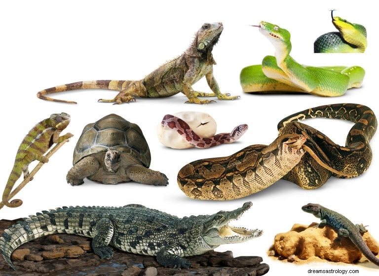 ¿Qué significa soñar con reptiles? 